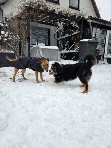 Was sagt mein Hund ? Körpersprache Hund 