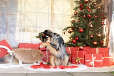 Trick Tick Tack  Tricks erlernen 